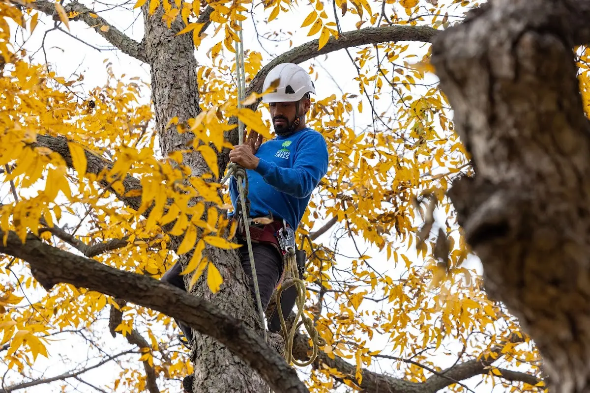 Skilled Tree Pruning crew working in Madawaska