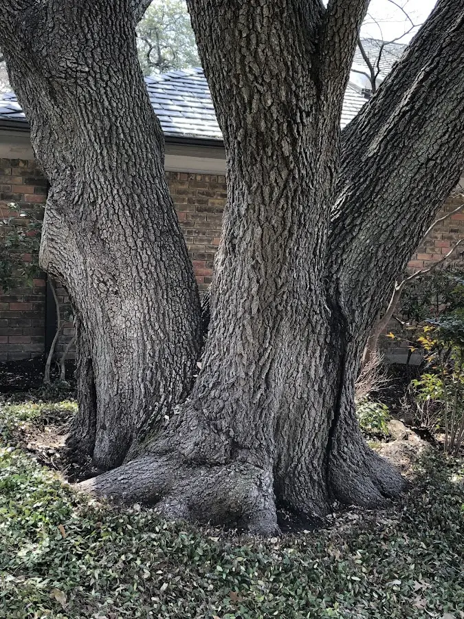 Mature heritage tree close to a Madawaska property cared for by certified arborists